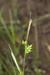 Pine barren sedge